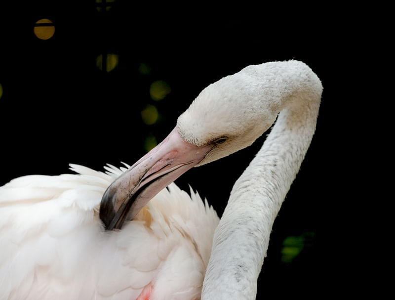 PÁSSARO FLAMINGO