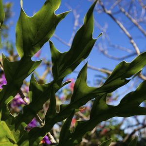 CLOROFILA DE CHAPADA 9