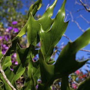 CLOROFILA DE CHAPADA 10
