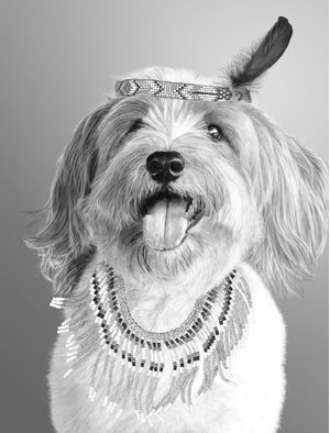 TRIBE DOG ONYX
