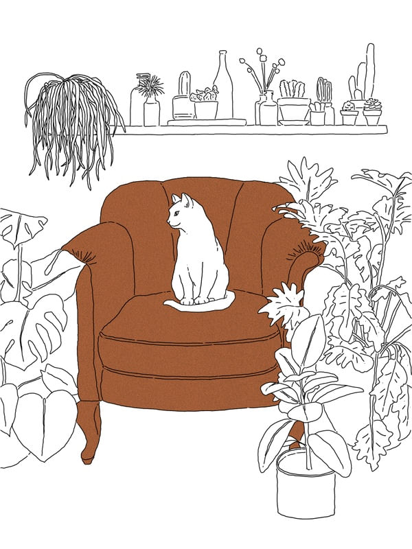 FELINO NA FLORESTA URBANA - LARANJA