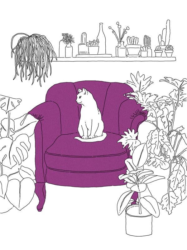 FELINO NA FLORESTA URBANA - ROSA