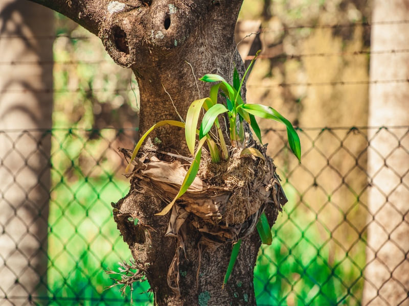 ORQUIDEA LINDA