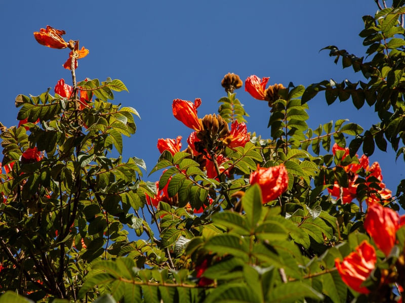 TULIPA COM O CÉU AZUL