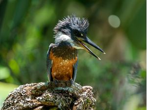 GIANT KINGFISHER