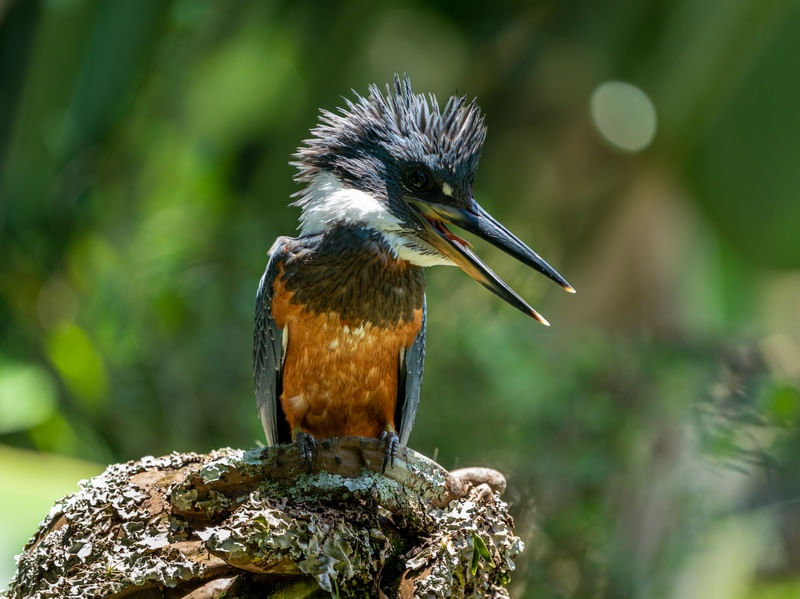 GIANT KINGFISHER