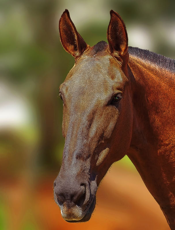CAVALO IMG_1444 POSTERIZADA