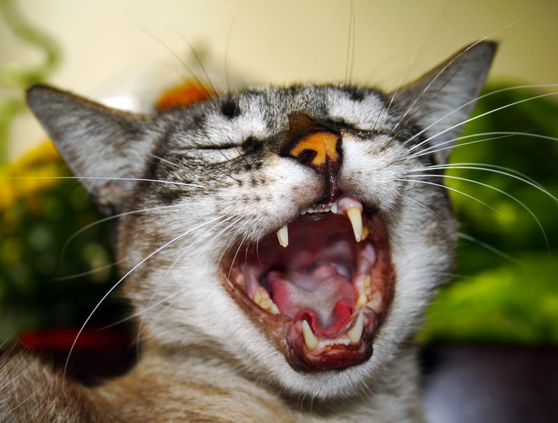 GATO CANTOR