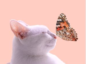 CAT AND THE BUTTERFLY