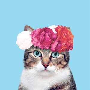 ROYAL CAT