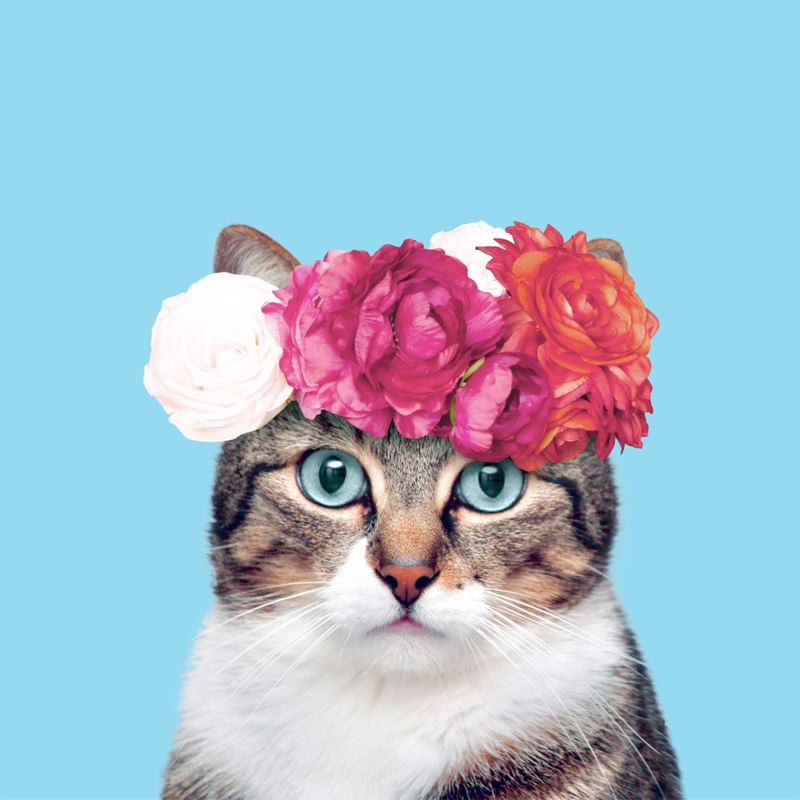 ROYAL CAT
