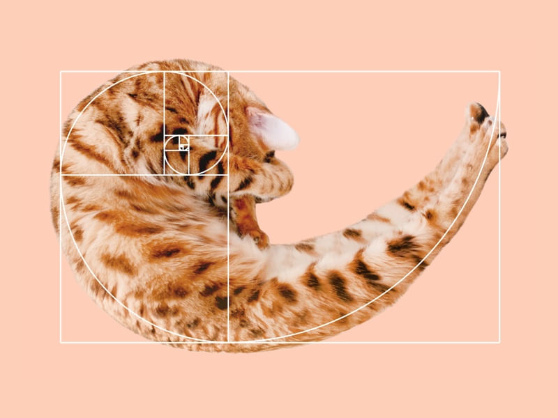 FIBONACCI CAT