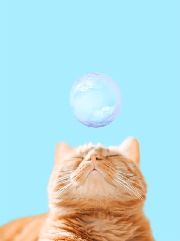 BUBBLE CAT