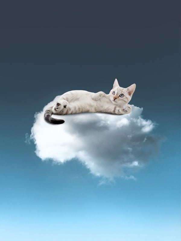 CLOUD CAT