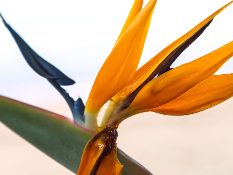 ESTRELITZIA