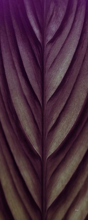 LEAF TEXTURES