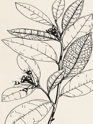 MINIMAL PLANT 02