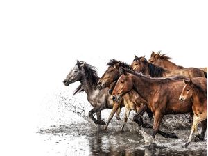 CAVALOS CAVALGANDO