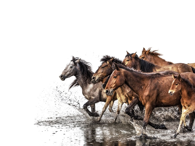 CAVALOS CAVALGANDO