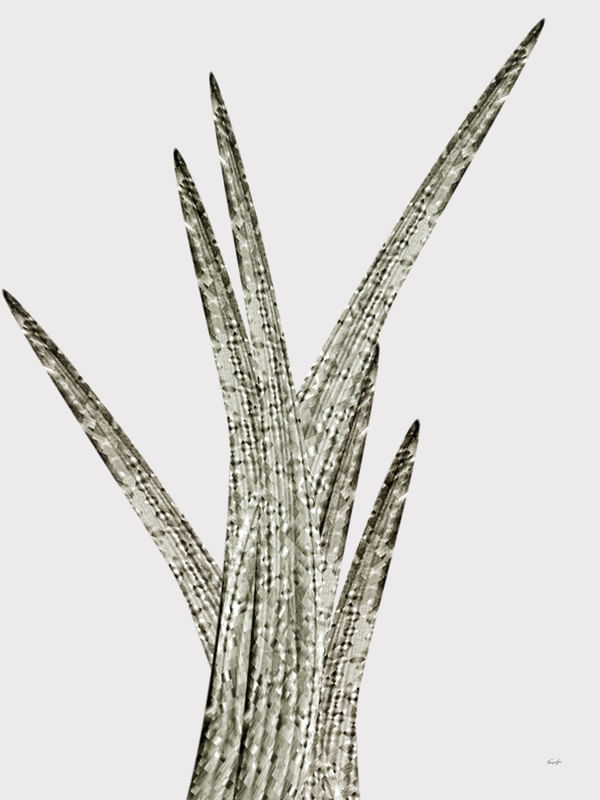 ABSTRACT PLANT 1985