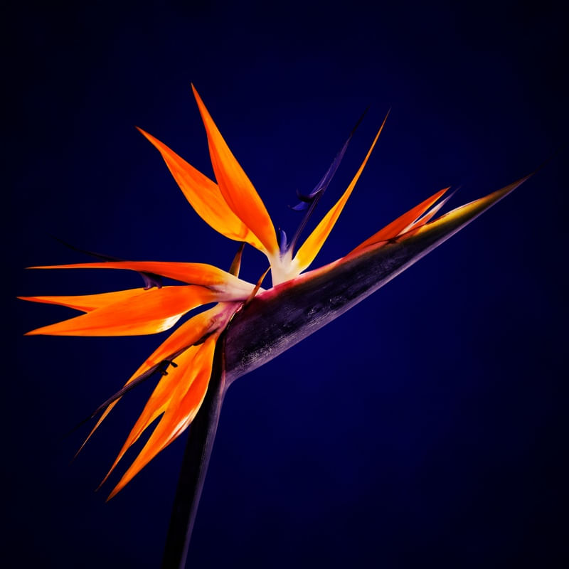 STRELITZIA SOBRE ROXO MNMTE 2471