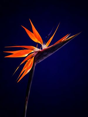 STRELITZIA SOBRE ROXO MNMTE 2461