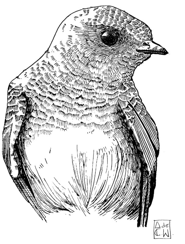 ANDORINHA DAS ROCHAS - P. RUPESTRIS