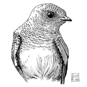 P. RUPESTRIS