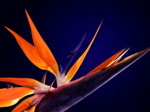 STRELITZIA SOBRE ROXO MNMTE 2462