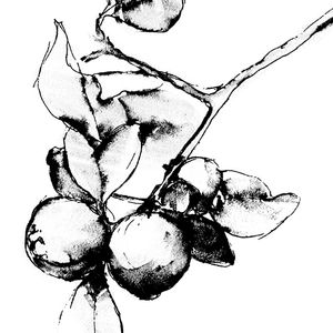 BERRY