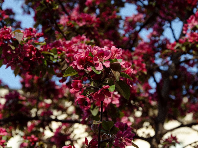 PRIMAVERA GRANULADA