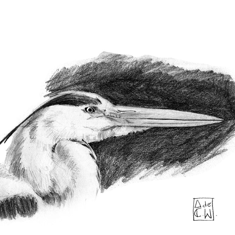 ARDEA CINEREA