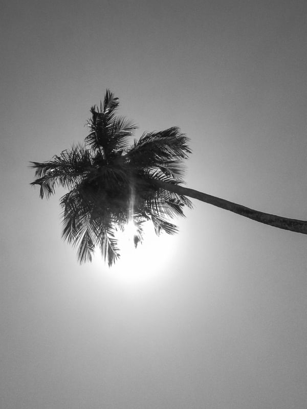 COQUEIRO SOB O SOL 01