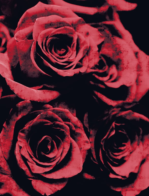 PASSION ROSES