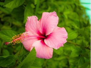 PAISAGEM - FLOR ROSA