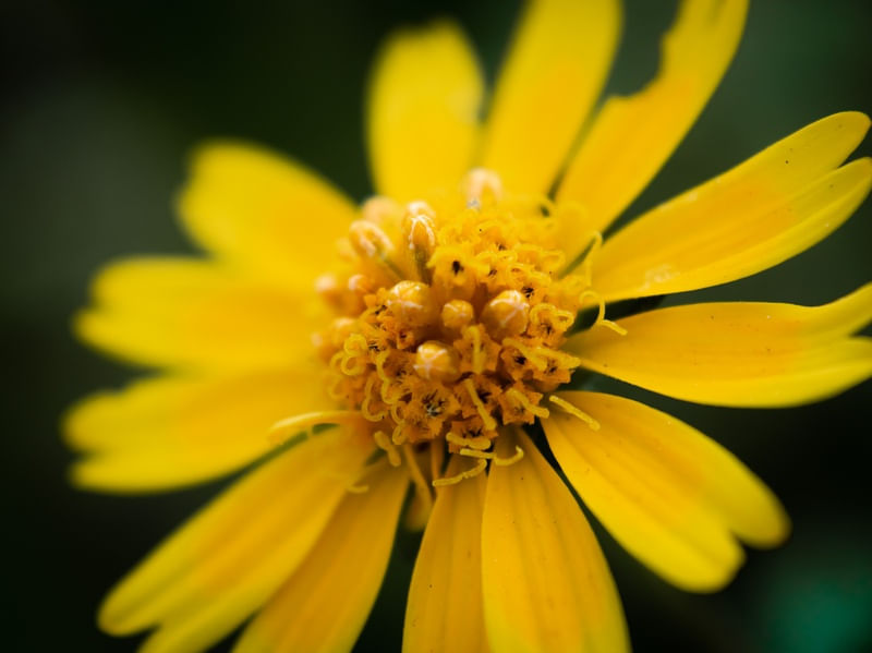 PAISAGEM - FLOR AMARELA 2