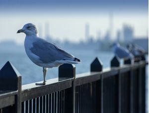 GAIVOTA NOS GRANDES LAGOS USA