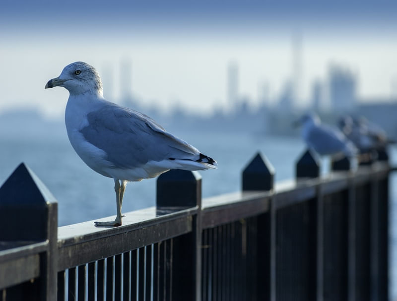 GAIVOTA NOS GRANDES LAGOS USA