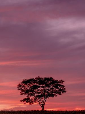 ARVORE NA AURORA