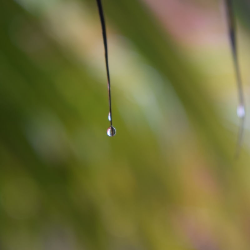PINGOS DE CHUVA EM ÁRVORE