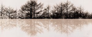 FOREST MIRROR