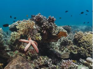 ESTRELA CORAL