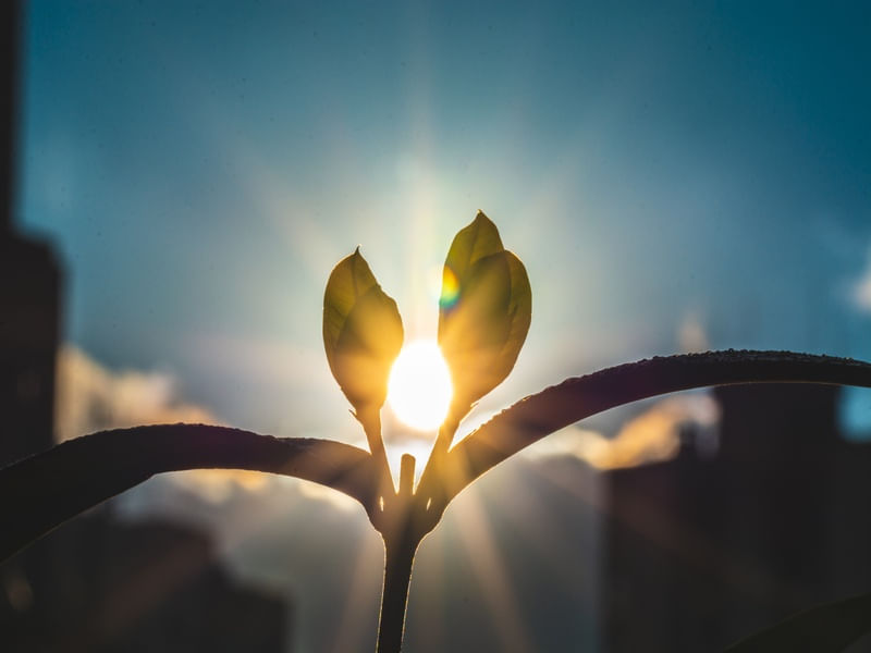 HUG THE SUN