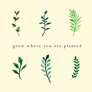 GROW WHERE YOU ARE PLANTED