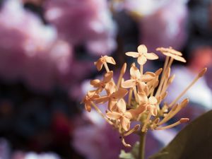 AS PLANTAS NOVAS (25)