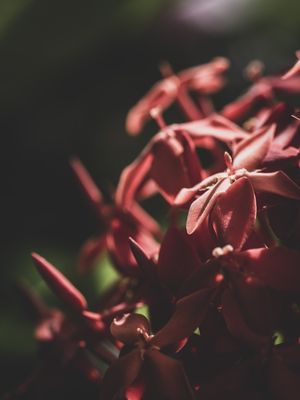 AS PLANTAS NOVAS (21)