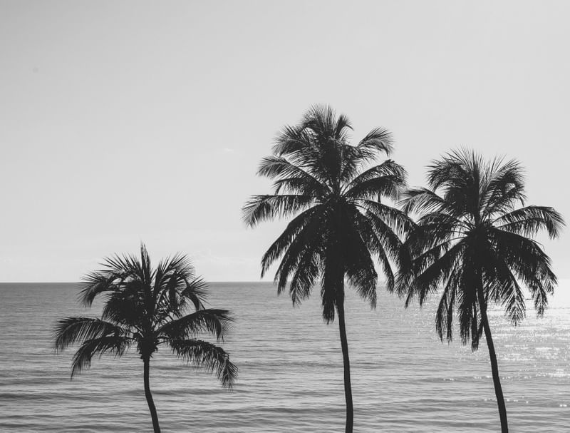 SOU DO MAR