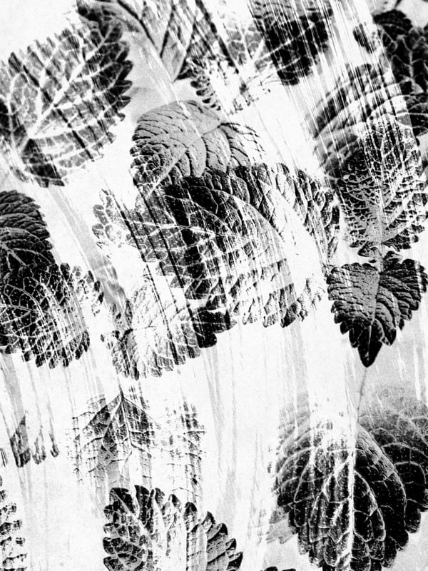 RAINING FOREST COLLECTION - NO6