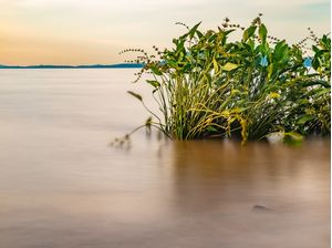 VEGETAÇÃO E PÔR DO SOL NO LAGO GUAÍBA