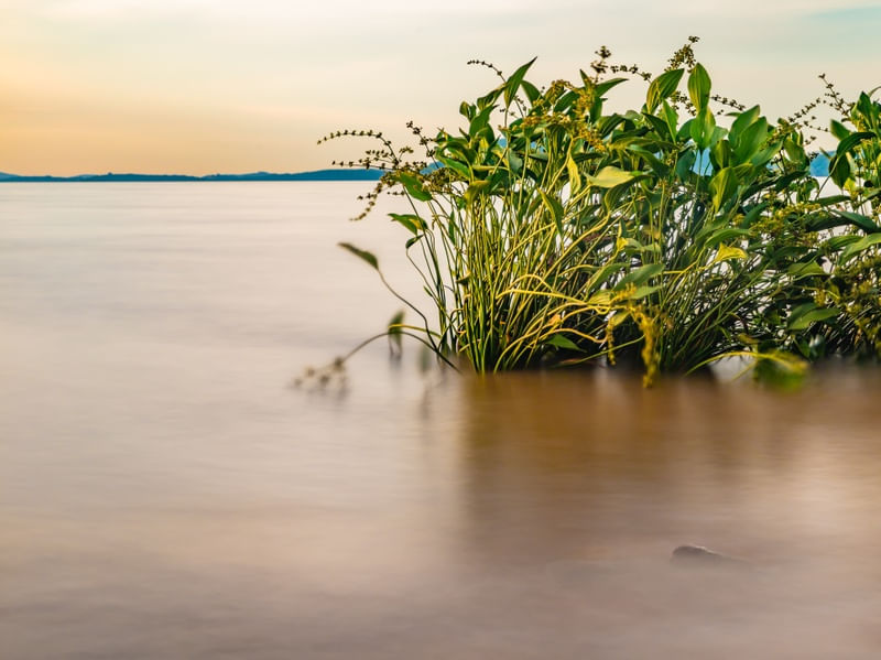 VEGETAÇÃO E PÔR DO SOL NO LAGO GUAÍBA